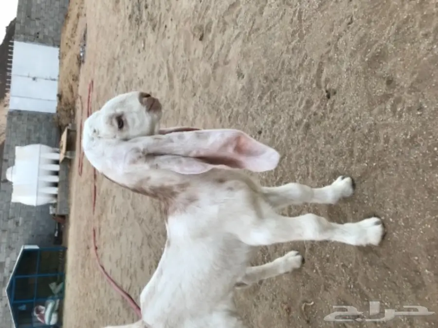 جفره داغور (image 2)