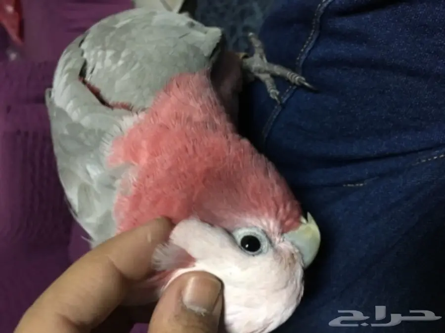 كوكاتو قالا اليفه (image 1)