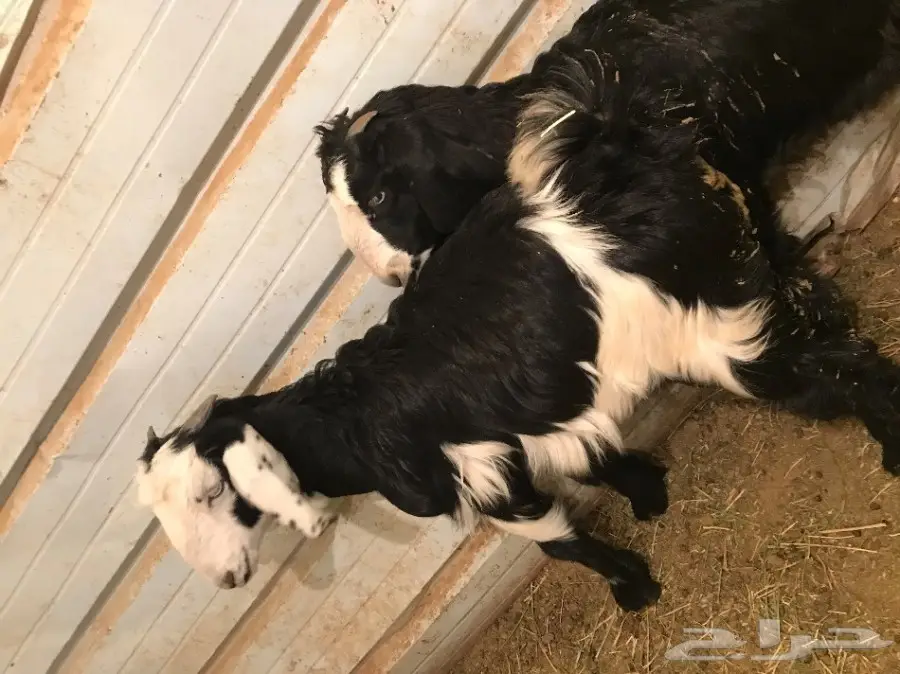 تيس وجفره للبيع  (image 3)