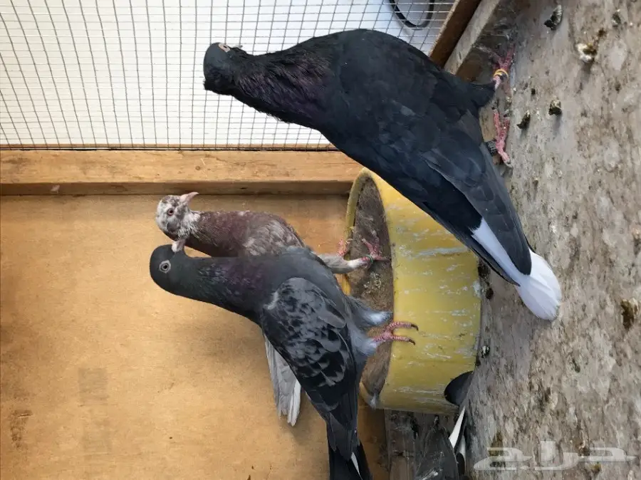 حمام قطايف طيبه حيل 