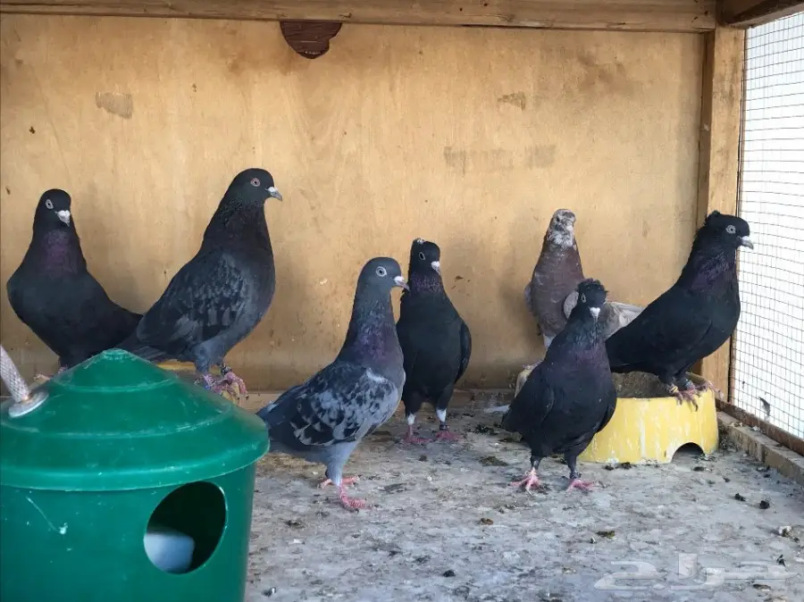 حمام قطايف طيبه حيل  (image 1)