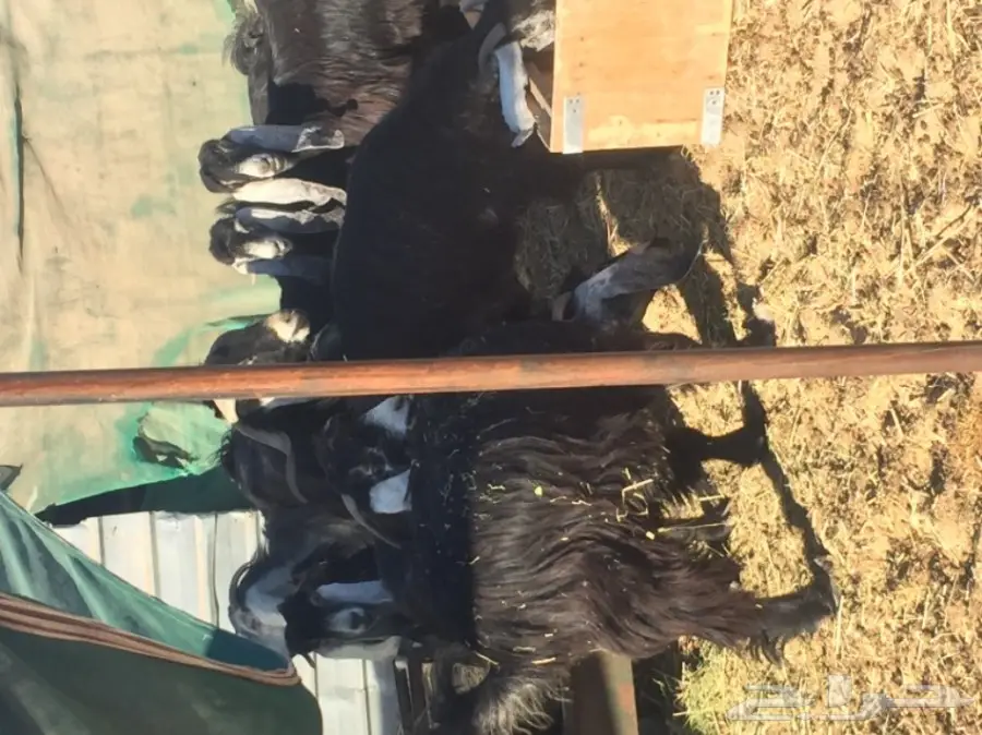 معزا طيبه للبيع في الجبيل (image 1)