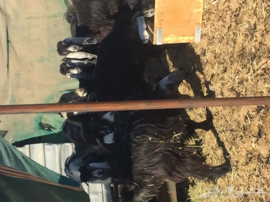 معزا طيبه للبيع في الجبيل (image 2)