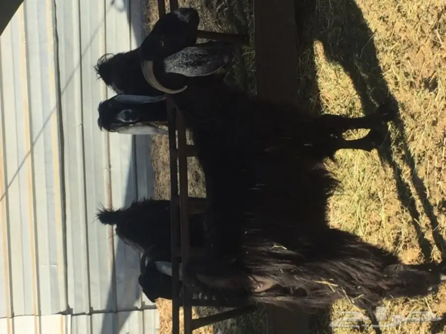 معزا طيبه للبيع في الجبيل (image 3)