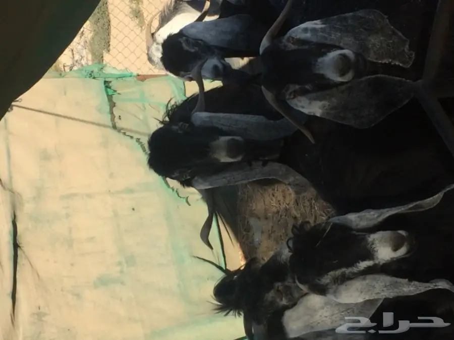 معزا طيبه للبيع في الجبيل (image 4)