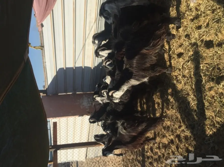 معزا طيبه للبيع في الجبيل (image 5)