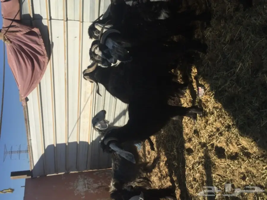 معزا طيبه للبيع في الجبيل (image 6)