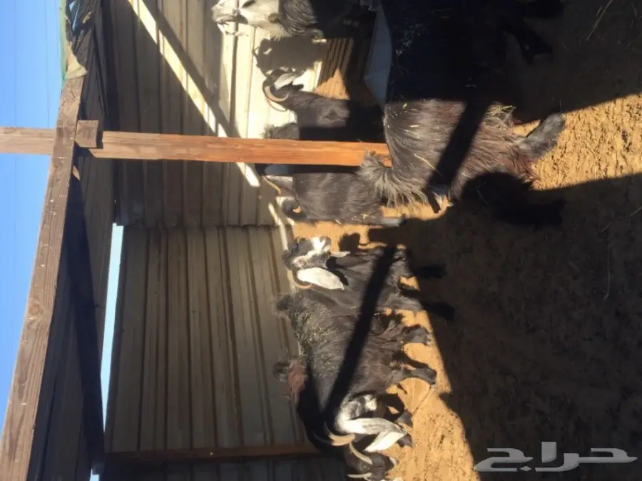 معزا طيبه للبيع في الجبيل (image 7)