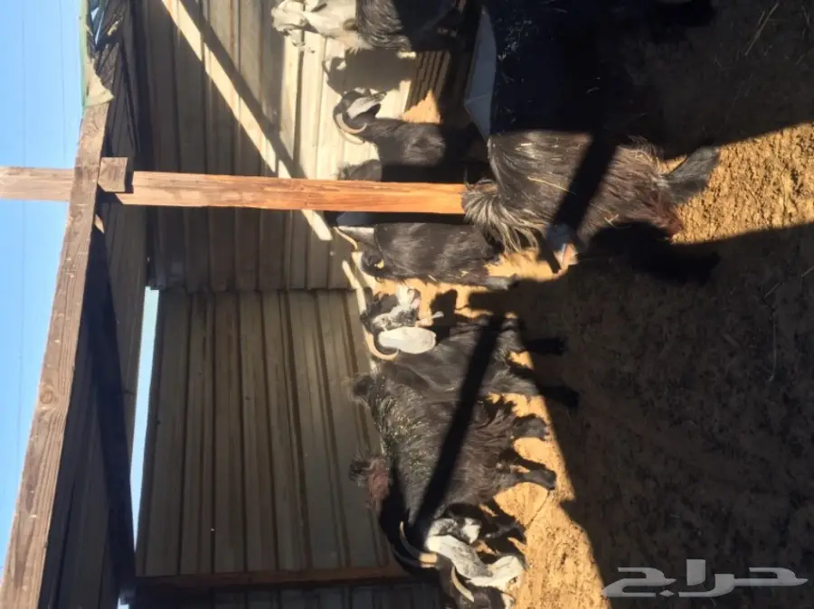 معزا طيبه للبيع في الجبيل (image 8)