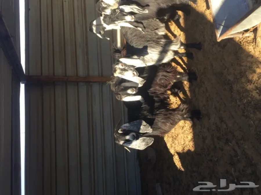 معزا طيبه للبيع في الجبيل (image 9)