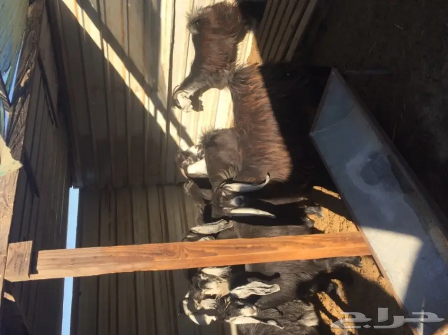 معزا طيبه للبيع في الجبيل (image 10)