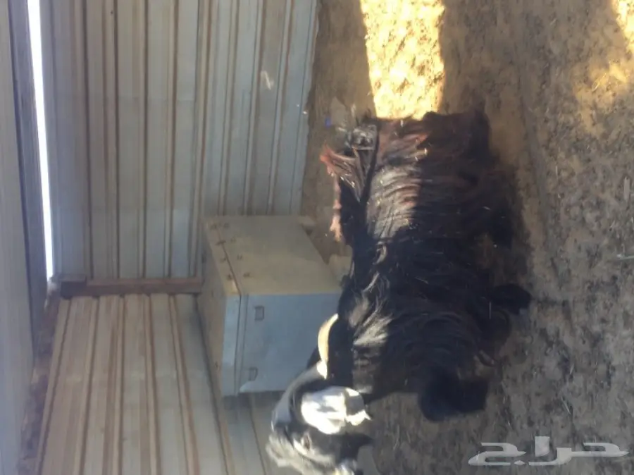 معزا طيبه للبيع في الجبيل (image 11)