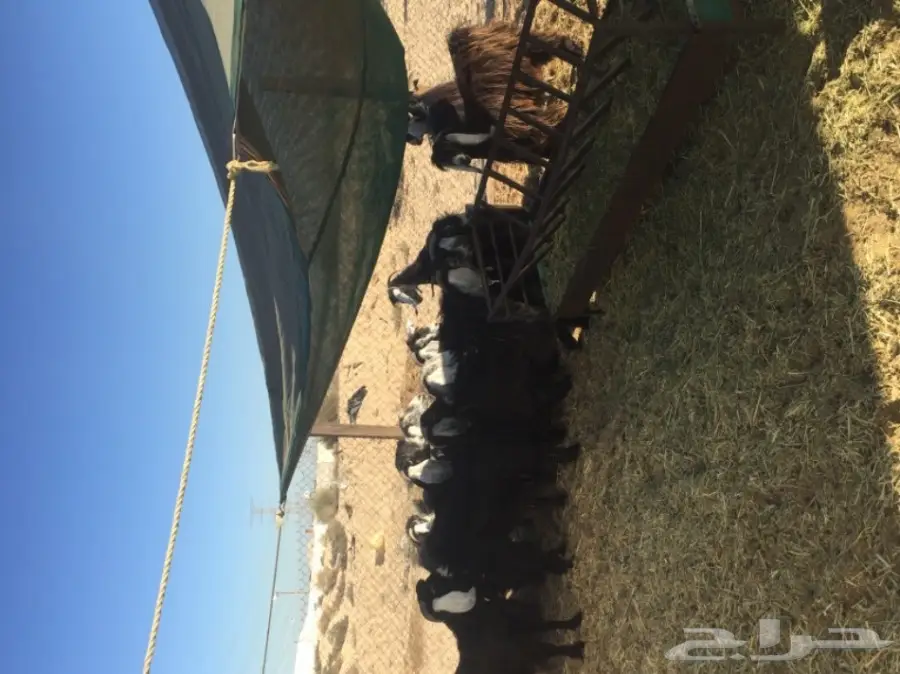 معزا طيبه للبيع في الجبيل (image 12)