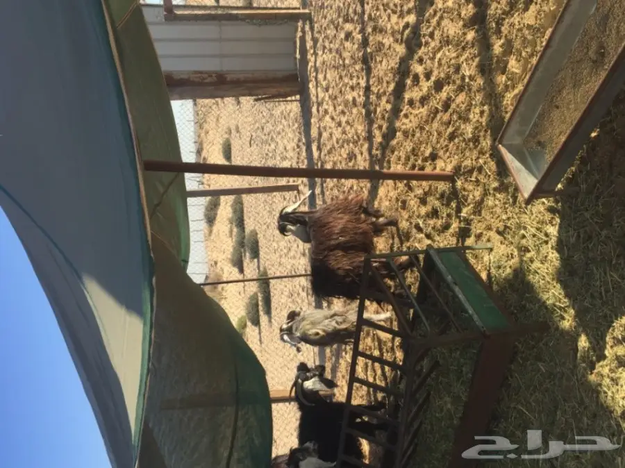 معزا طيبه للبيع في الجبيل (image 13)