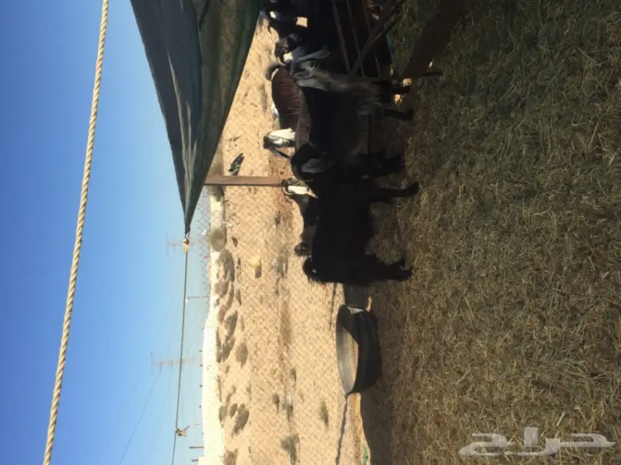 معزا طيبه للبيع في الجبيل (image 14)
