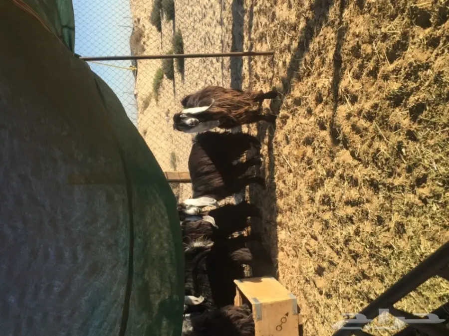 معزا طيبه للبيع في الجبيل (image 15)