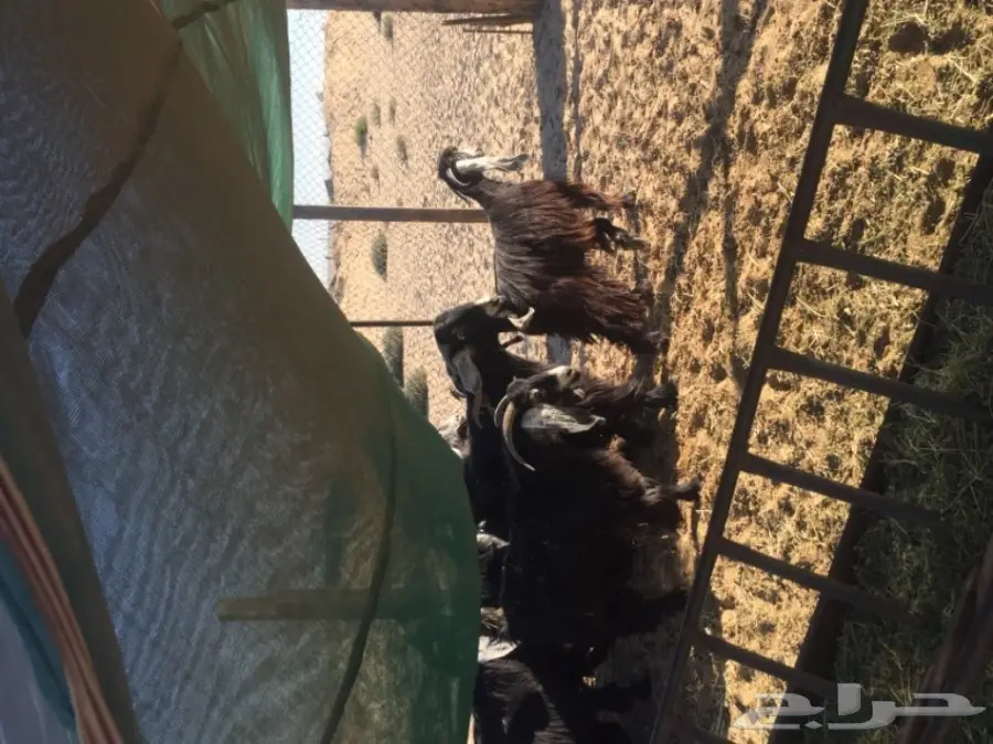 معزا طيبه للبيع في الجبيل (image 16)