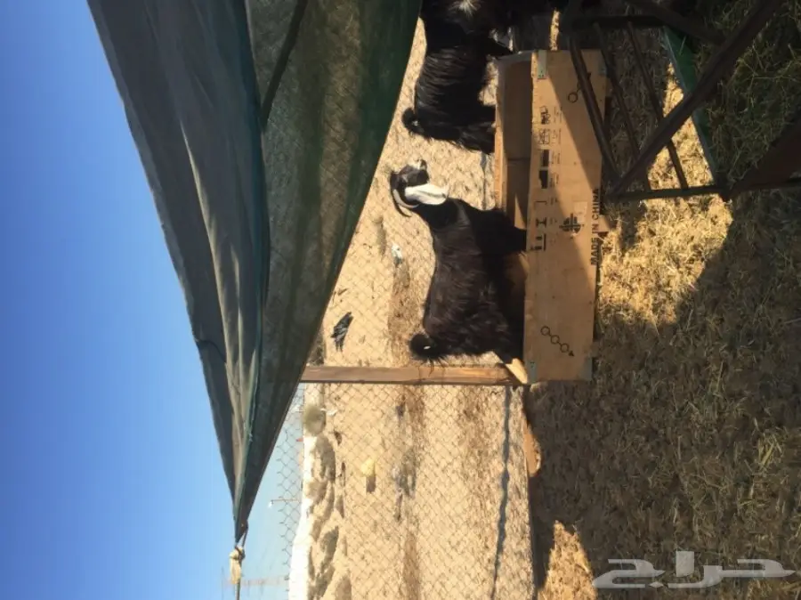 معزا طيبه للبيع في الجبيل (image 17)