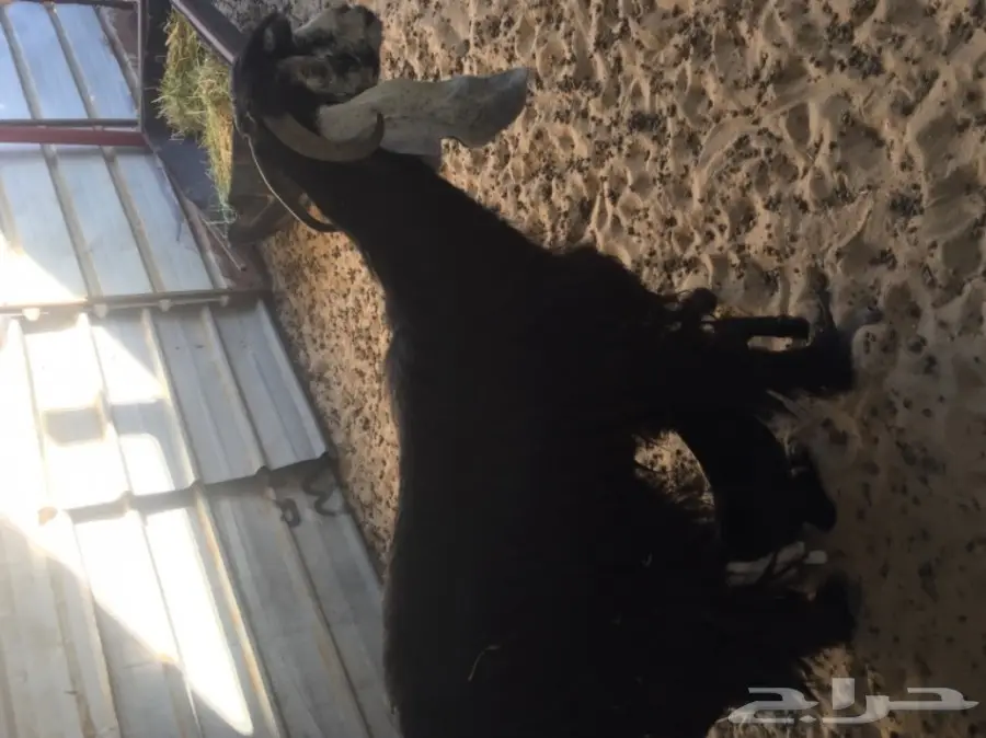 معزا طيبه للبيع في الجبيل (image 18)