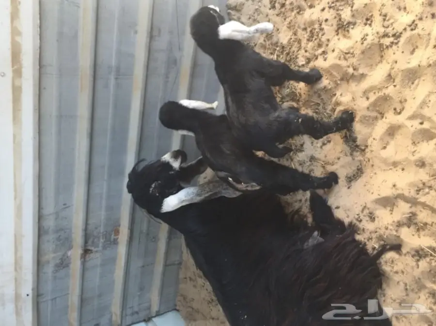 معزا طيبه للبيع في الجبيل (image 19)