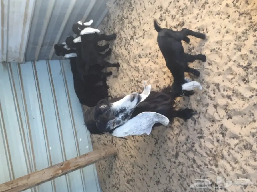 معزا طيبه للبيع في الجبيل (image 20)