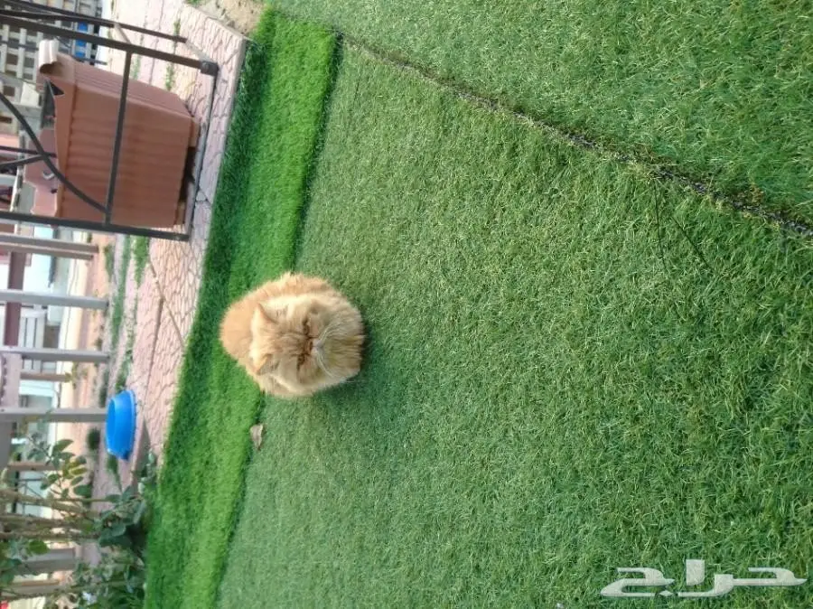 بيكي فيس بيور  (image 1)