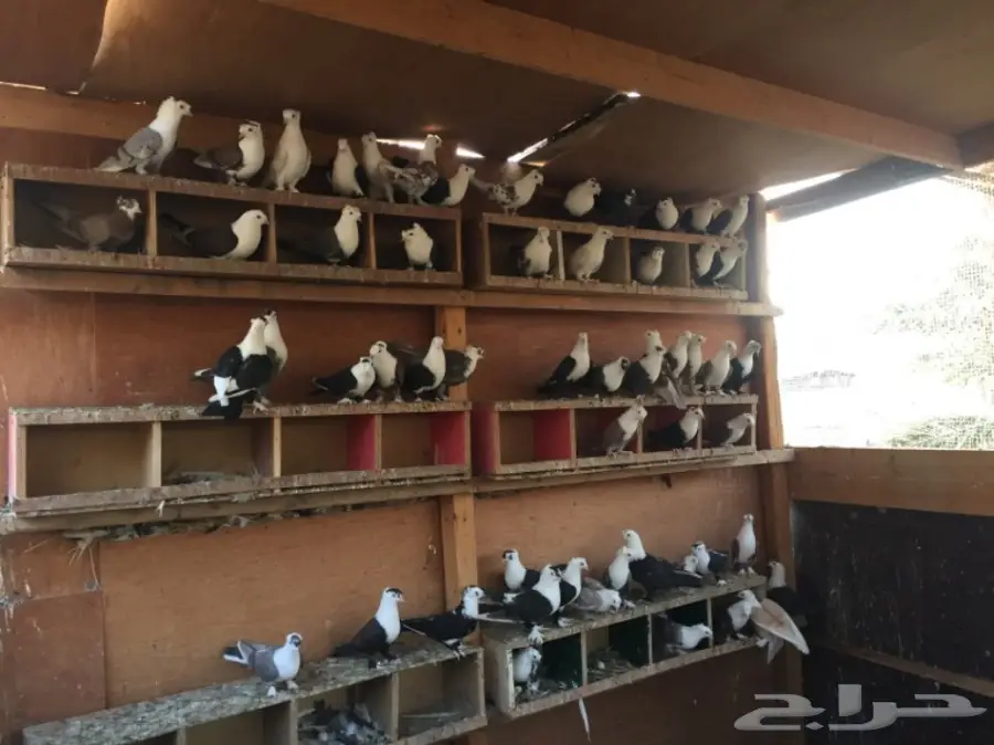 حمام لبناني للبيع