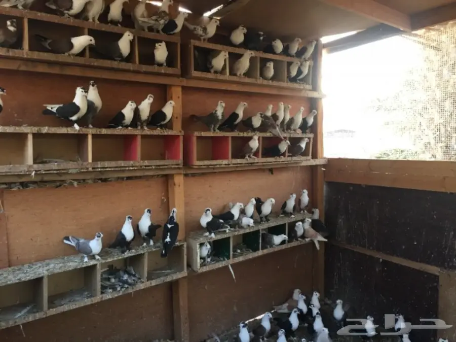 حمام لبناني للبيع (image 1)