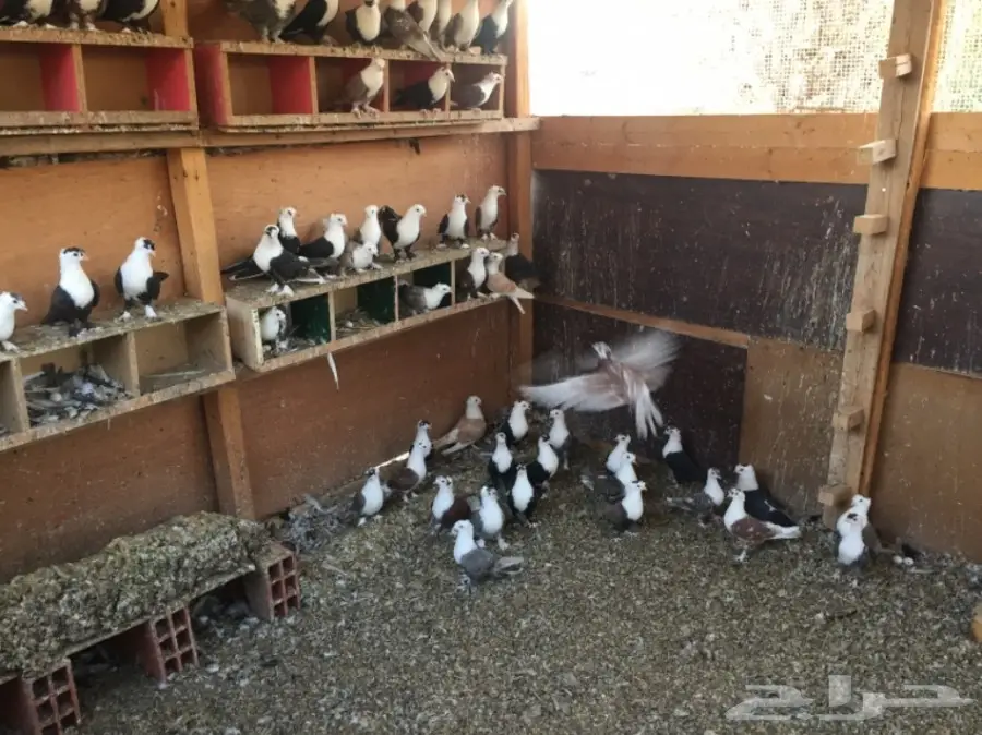 حمام لبناني للبيع (image 2)