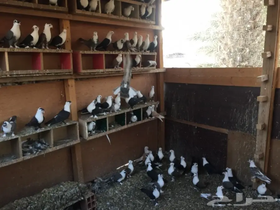 حمام لبناني للبيع (image 3)