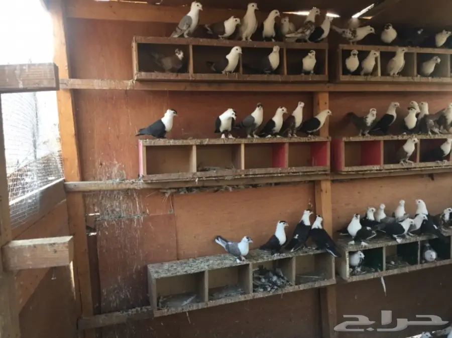 حمام لبناني للبيع (image 4)