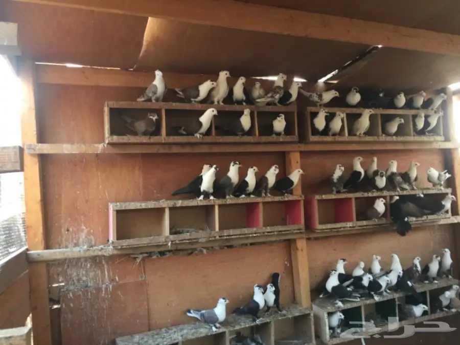 حمام لبناني للبيع (image 5)