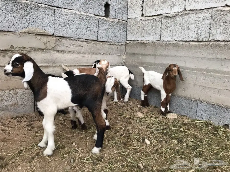 معزا ثلاثه تحتها سته