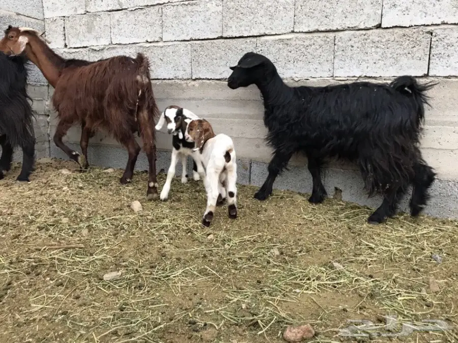 معزا ثلاثه تحتها سته (image 1)