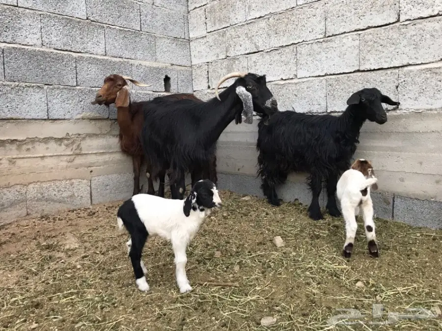 معزا ثلاثه تحتها سته (image 2)