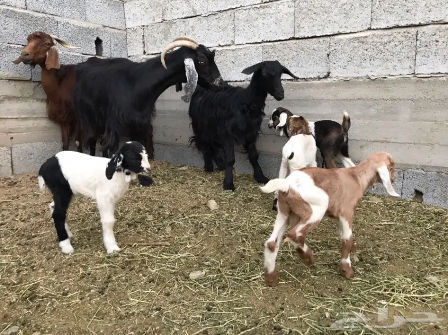 معزا ثلاثه تحتها سته (image 3)