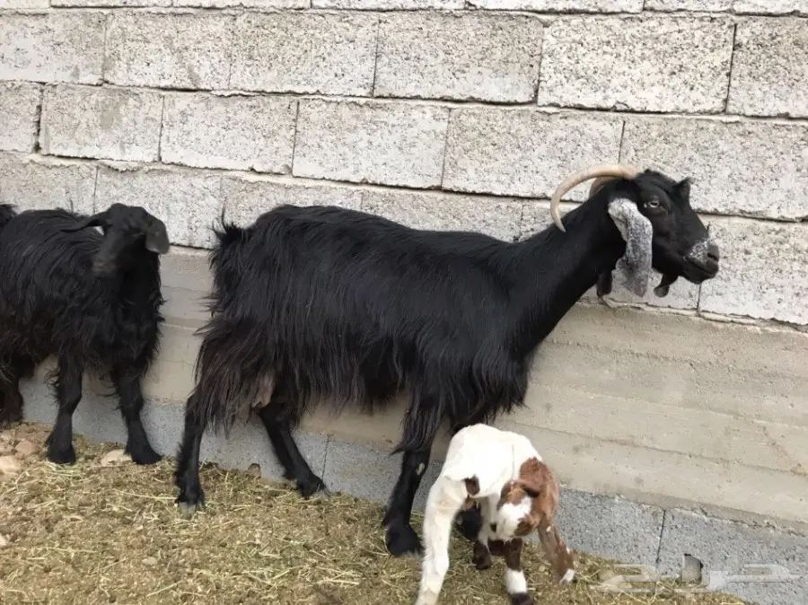 معزا ثلاثه تحتها سته (image 4)