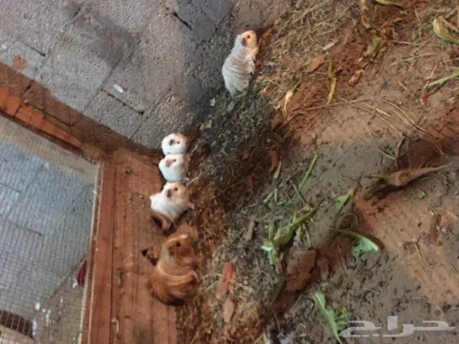 قطط فروخ للبيع - فرصة لا تُفوّت! (image 1)