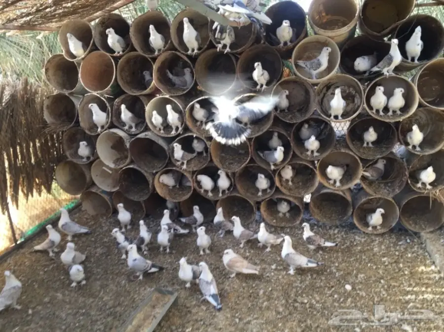 عشة حب رمان