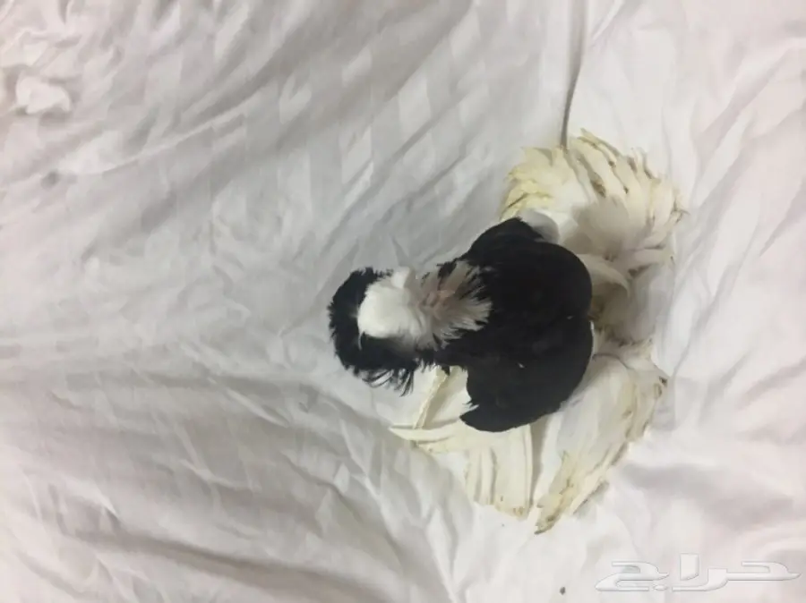 للبيع ذكر بخارى