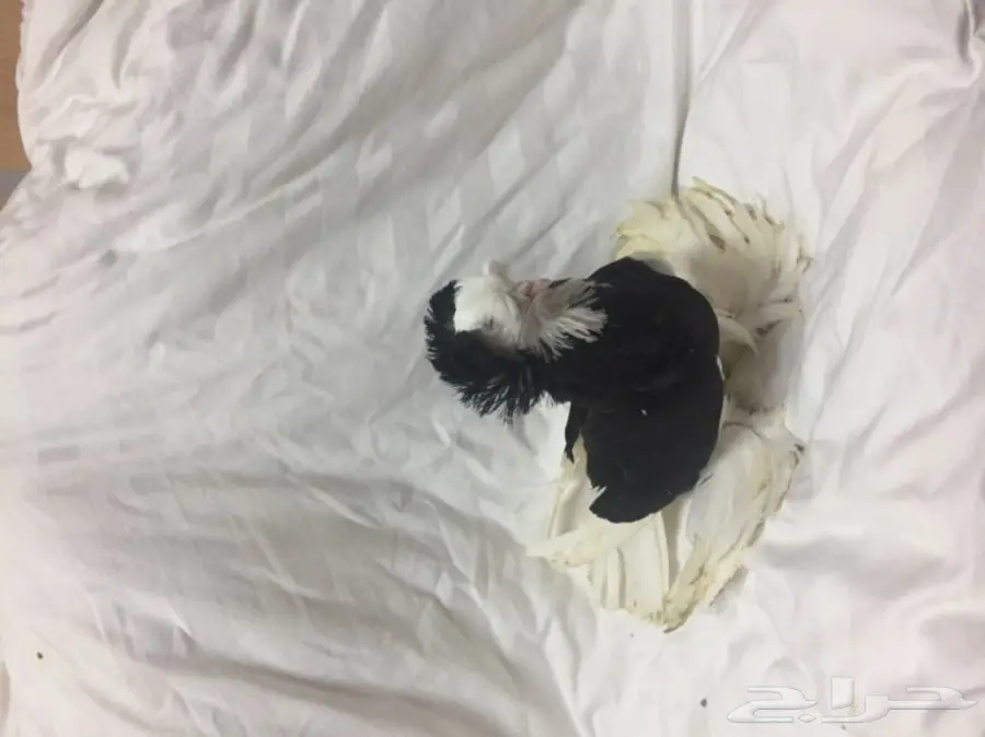 للبيع ذكر بخارى (image 2)