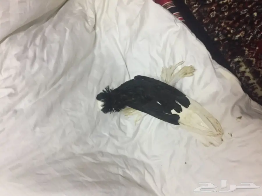 للبيع ذكر بخارى (image 3)