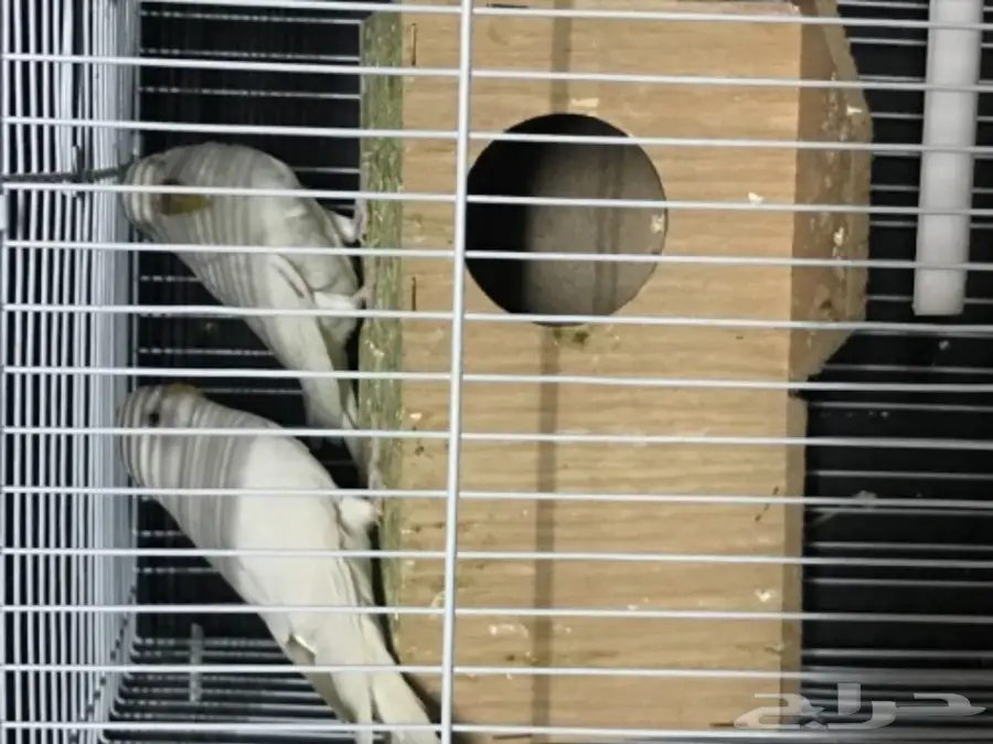 للبيع بادجي هولندي البينو عيون حمر منتج