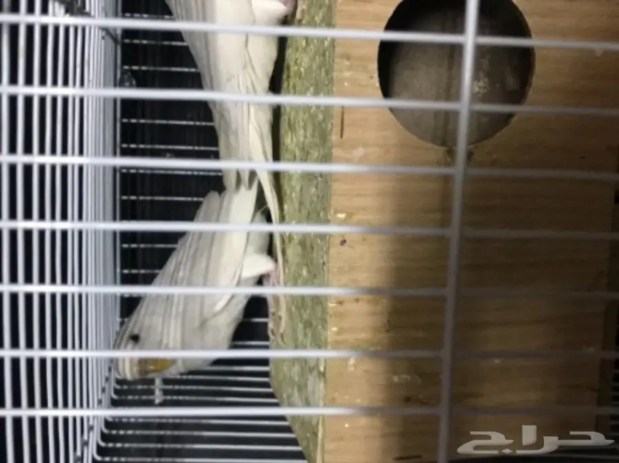 للبيع بادجي هولندي البينو عيون حمر منتج (image 1)