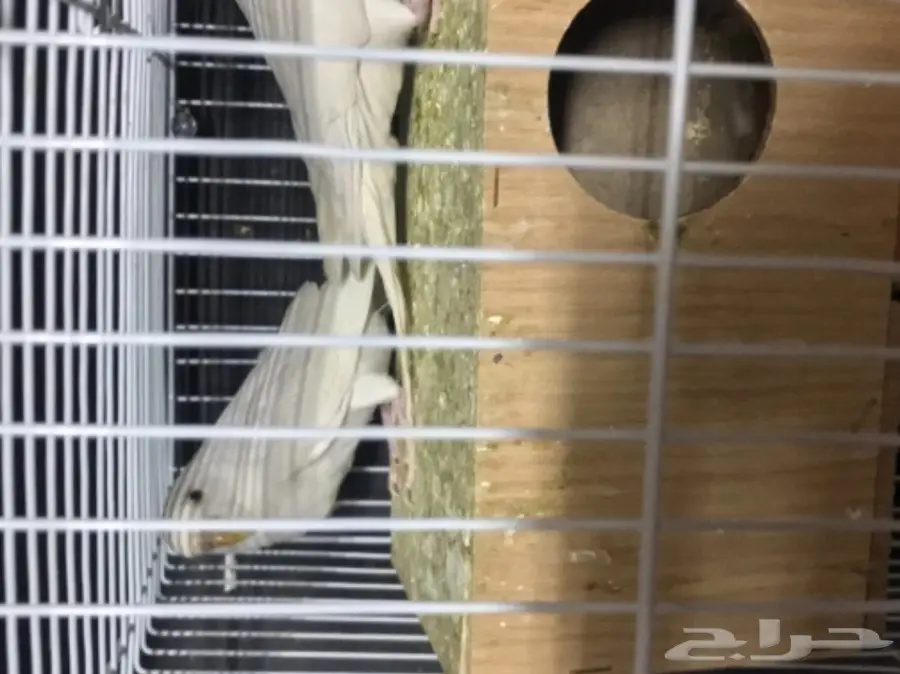 للبيع بادجي هولندي البينو عيون حمر منتج (image 2)