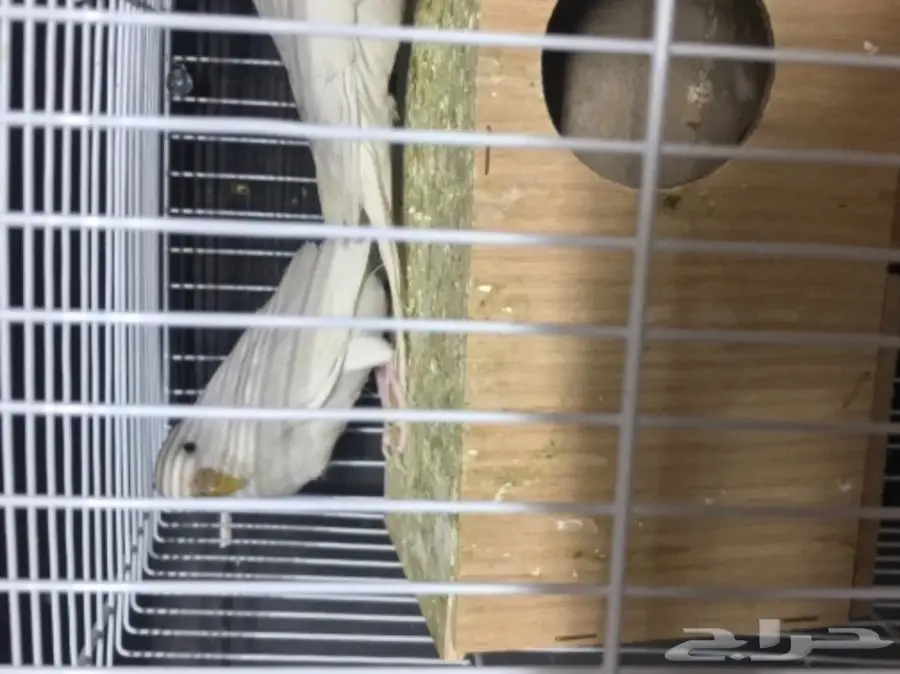 للبيع بادجي هولندي البينو عيون حمر منتج (image 3)