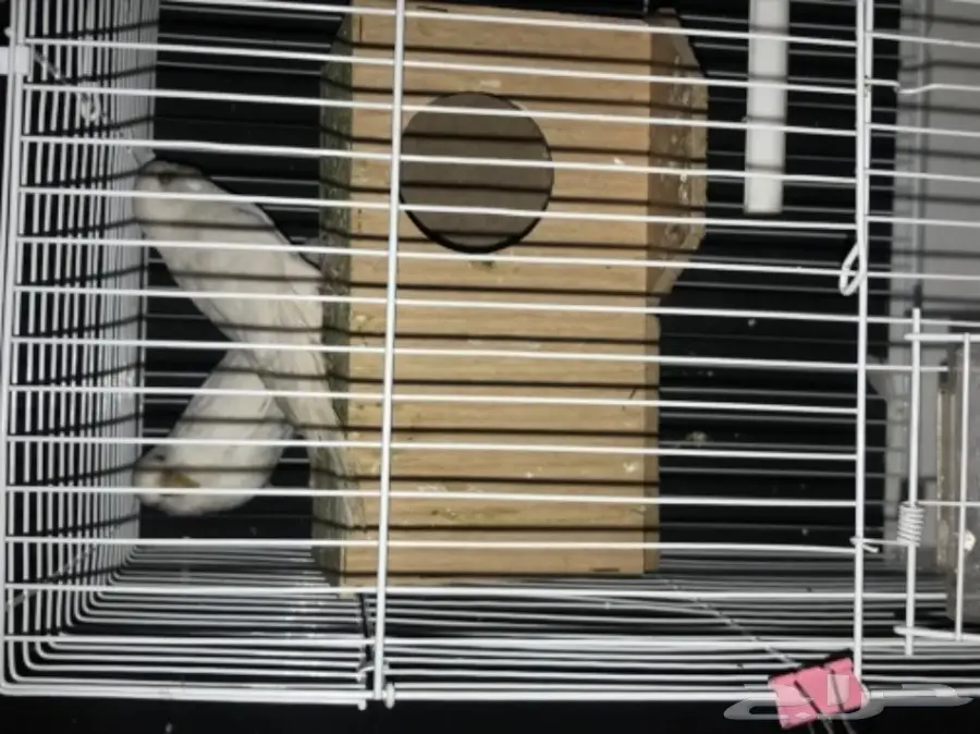 للبيع بادجي هولندي البينو عيون حمر منتج (image 6)