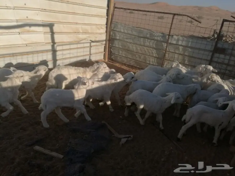 ضان حريات خلفات 30 يتبعها 30 (image 1)