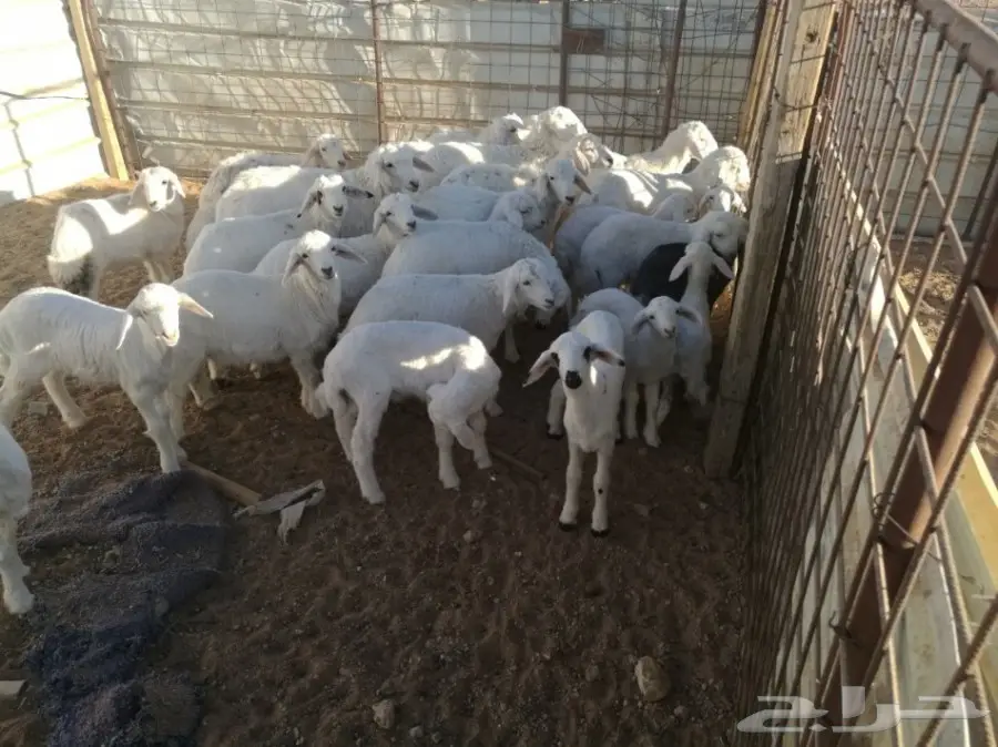 ضان حريات خلفات 30 يتبعها 30 (image 2)