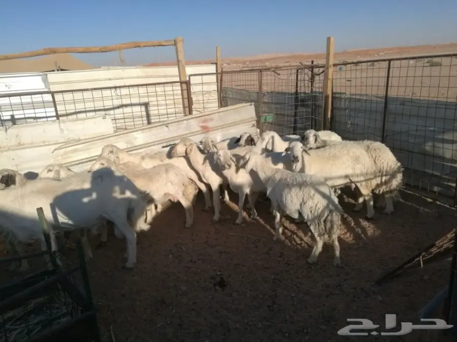 ضان حريات خلفات 30 يتبعها 30 (image 3)